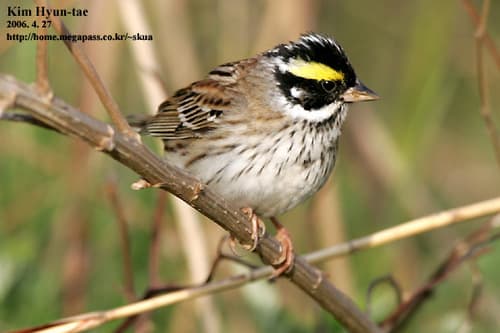 Yellow-browed Bunting