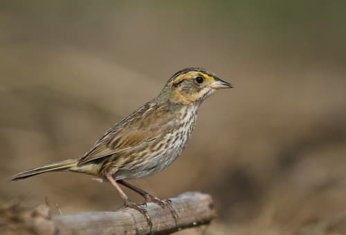 Saltmarsh Sparrow