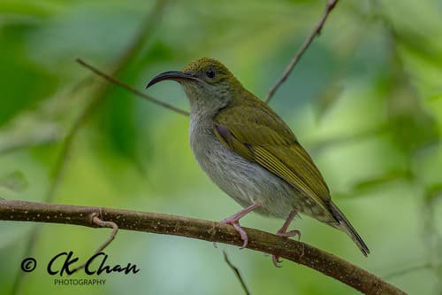 Gray-breasted Spiderhunter