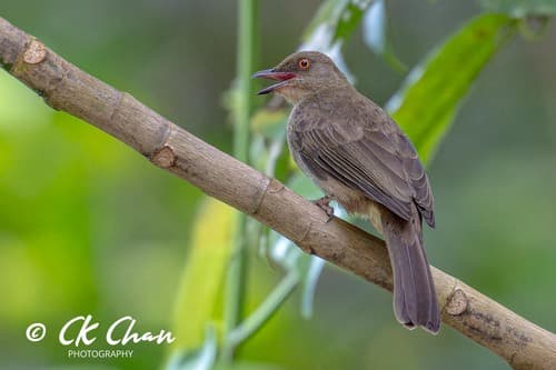 Asian Red-eyed Bulbul