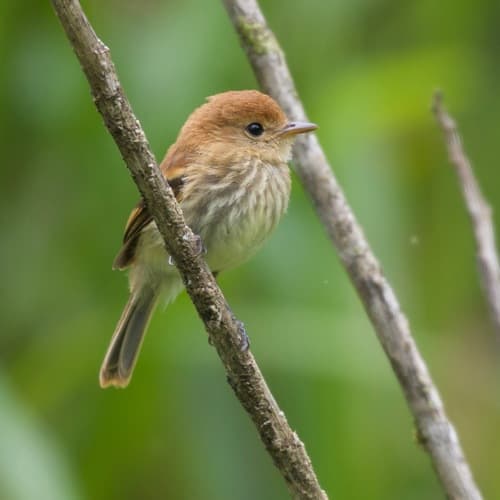 Bran-colored Flycatcher