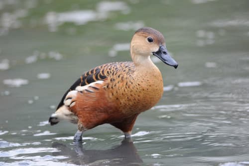 Wandering Whistling-Duck