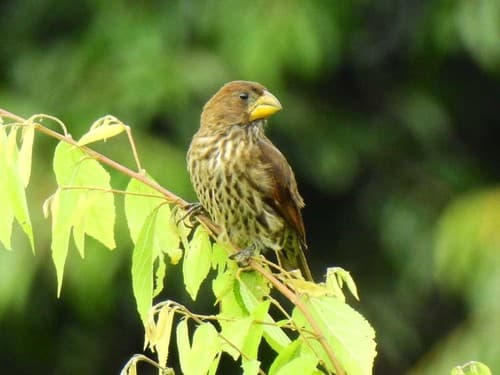 Grosbeak Weaver