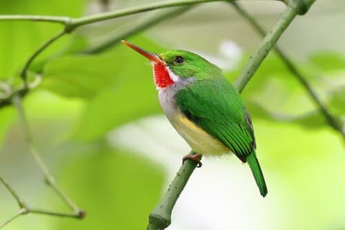 Puerto Rican Tody
