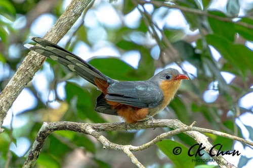 Red-billed Malkoha