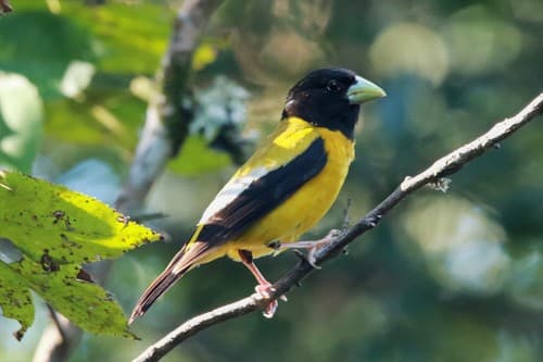 Hooded Grosbeak