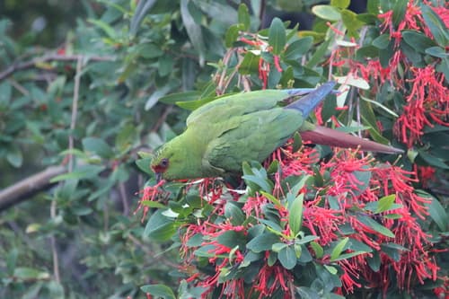 Slender-billed Parakeet