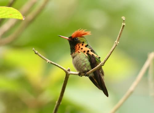 Tufted Coquette
