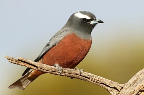 White-browed Woodswallow