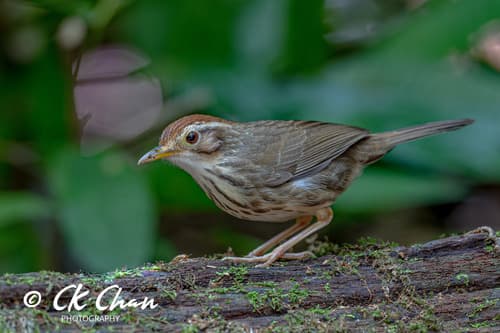 Puff-throated Babbler