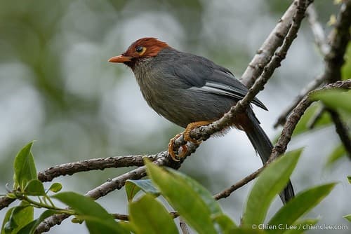 Chestnut-hooded Laughingthrush