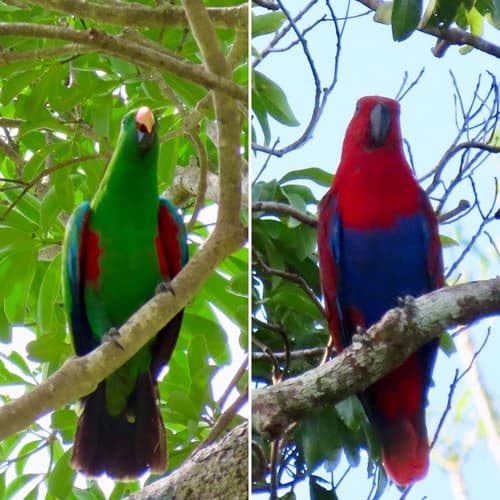 Papuan Eclectus