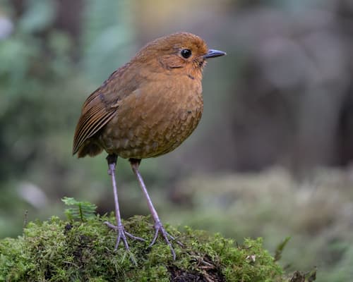 Equatorial Antpitta