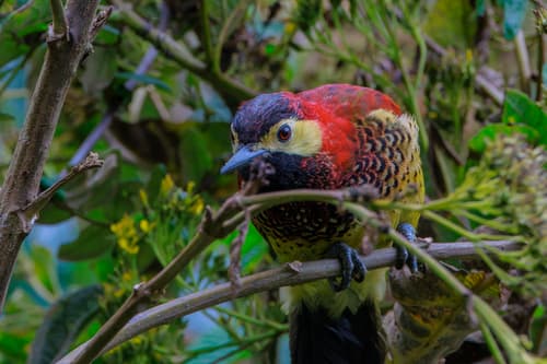 Crimson-mantled Woodpecker