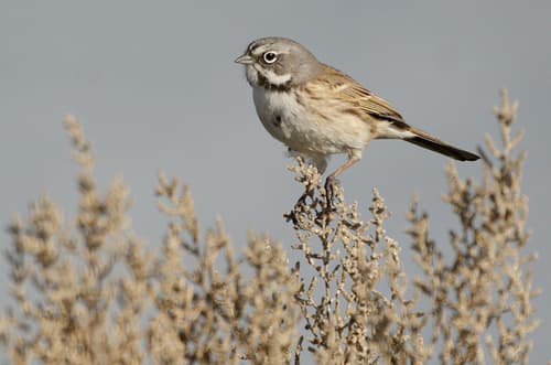 Bell's Sparrow