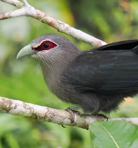 Green-billed Malkoha