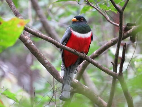 Elegant Trogon