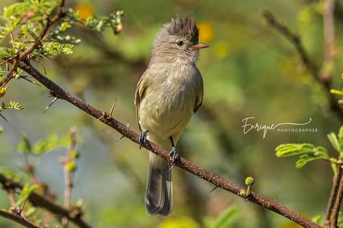 Northern Beardless-Tyrannulet