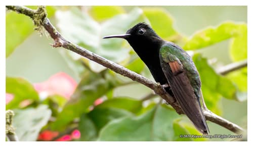 Black-bellied Hummingbird