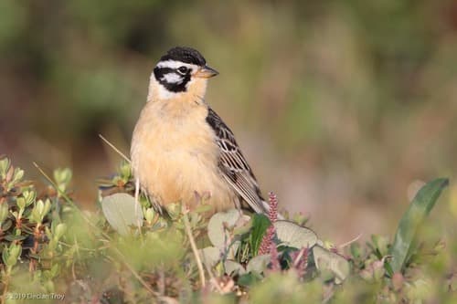 Smith's Longspur