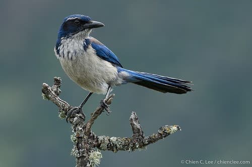 Island Scrub-Jay