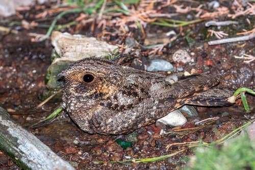 Mexican Whip-poor-will