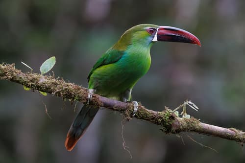 Crimson-rumped Toucanet