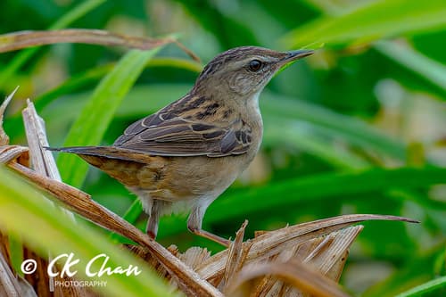 Pallas's Grasshopper Warbler