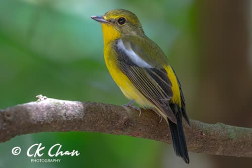 Green-backed Flycatcher