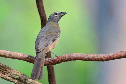 Olive-gray Saltator