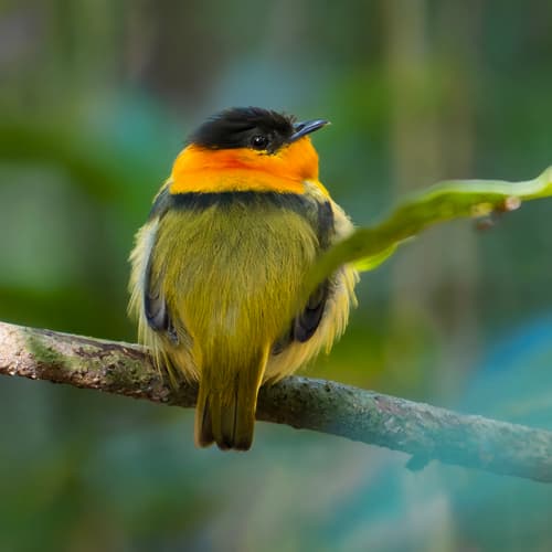 Orange-collared Manakin