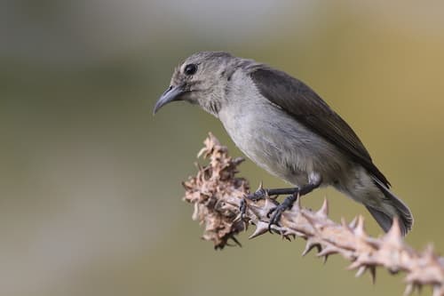 Nilgiri Flowerpecker