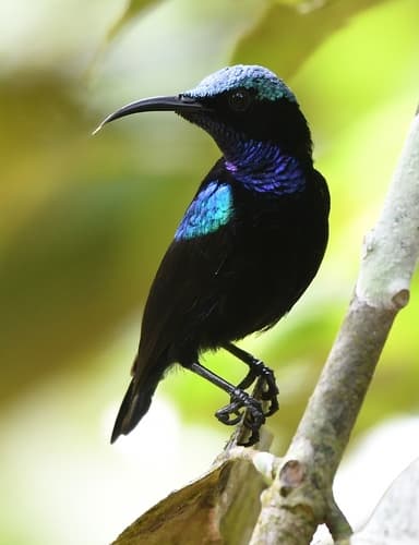 Black Sunbird