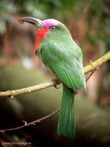 Red-bearded Bee-eater