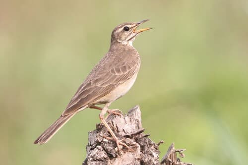 Plain-backed Pipit