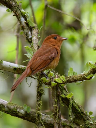 Rufous Mourner