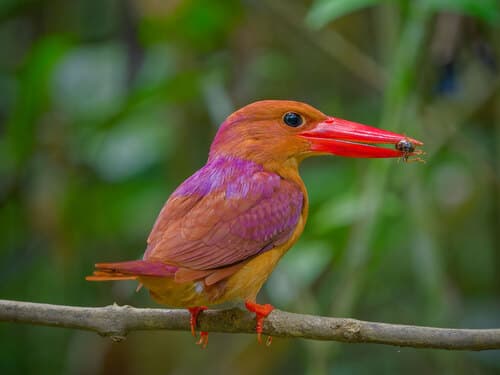 Ruddy Kingfisher