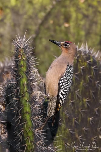 Gray-breasted Woodpecker