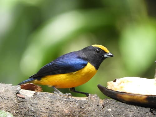 Orange-bellied Euphonia