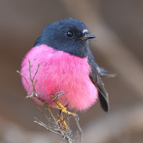 Pink Robin