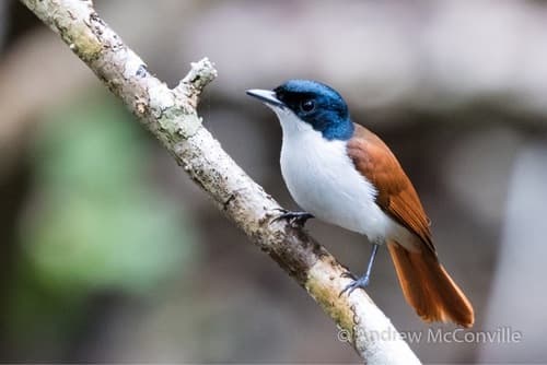 Shining Flycatcher