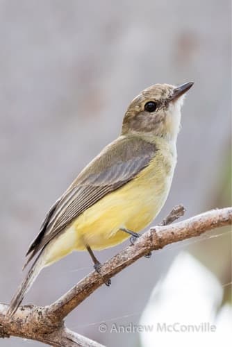 Lemon-bellied Flyrobin