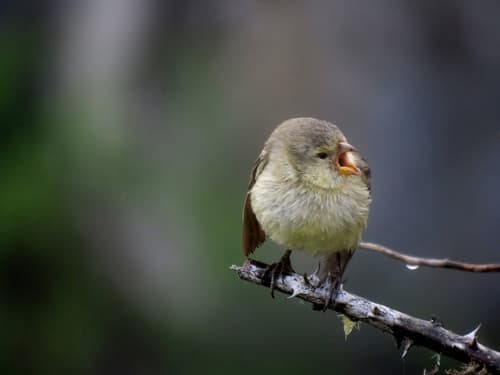 Small Tree-Finch