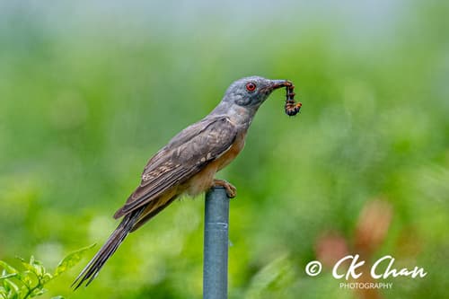 Plaintive Cuckoo