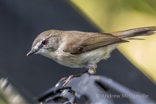 Brown Gerygone