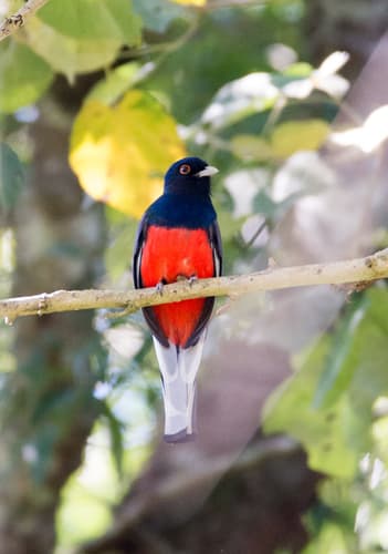 Surucua Trogon