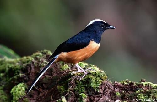 White-crowned Shama