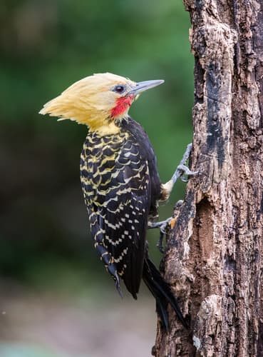 Blond-crested Woodpecker
