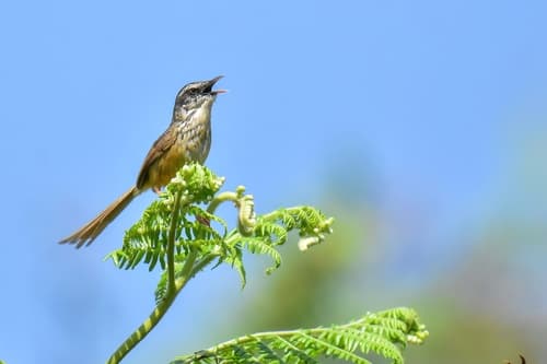 Hill Prinia