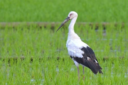Oriental Stork